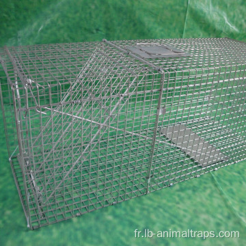 Pièges à cage animale vivant Bird Trap